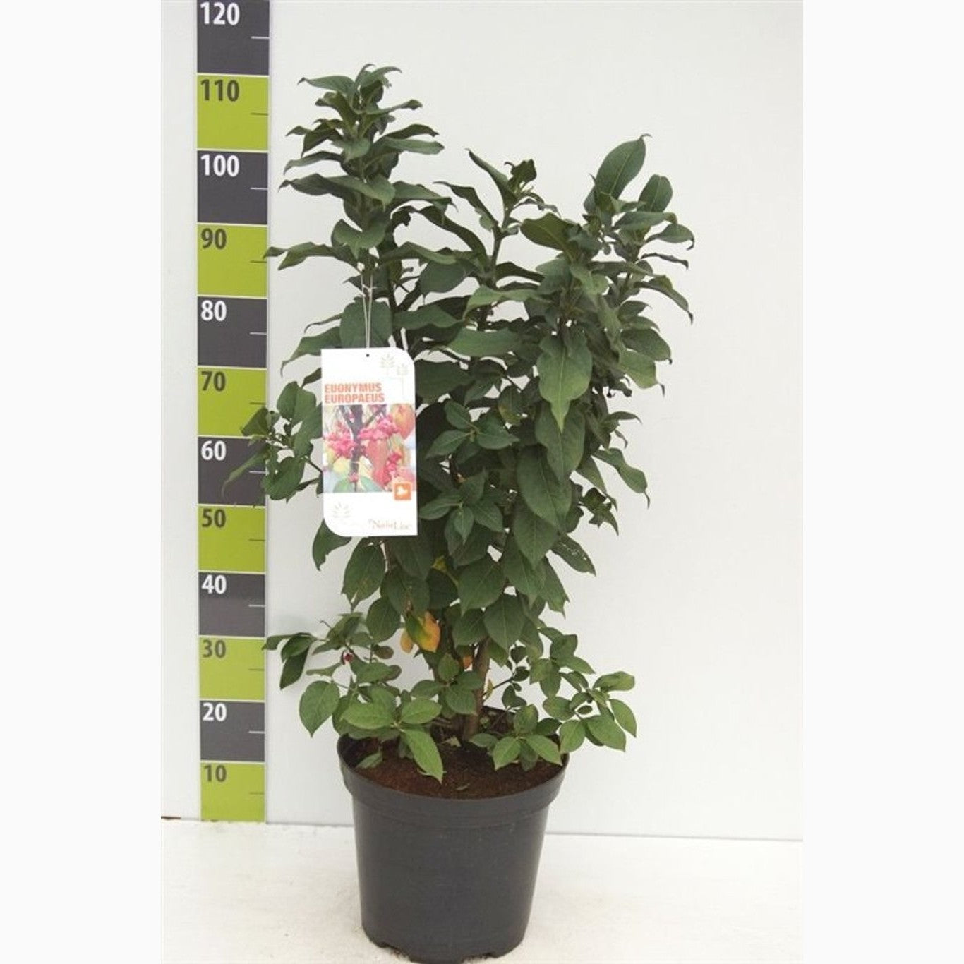 Benved – Euonymus europaeus - C12 80-100 CM